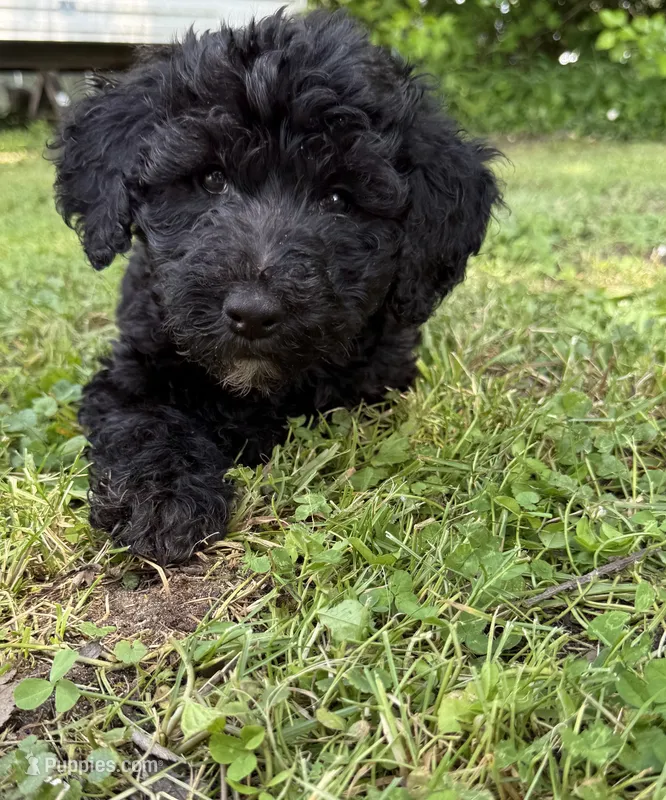 Onyx – Bernedoodle puppy for sale in Vincennes, IN