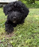 Onyx, a female Bernedoodle for sale in Vincennes, IN – 1 of 5