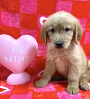 AKC Gray, a male Golden Retriever for sale in Vincennes, IN – Photo 1 of 2