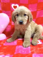 AKC Gray, a male Golden Retriever for sale in Vincennes, IN – Photo 2 of 2