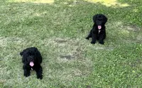 Sapphire, a female Bernedoodle for sale in Vincennes, IN – 3 of 5