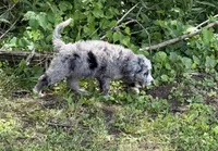 Opal, a female Bernedoodle for sale in Vincennes, IN – 4 of 6