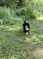Jewels, a female Bernedoodle for sale in Vincennes, IN – 5 of 5
