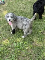 Opal, a female Bernedoodle for sale in Vincennes, IN – 6 of 6