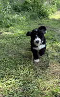 Jewels, a female Bernedoodle for sale in Vincennes, IN – 4 of 5