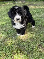 Jewels, a female Bernedoodle for sale in Vincennes, IN – 3 of 5