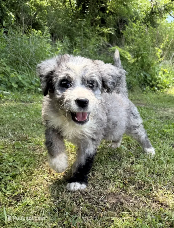Opal – Bernedoodle puppy for sale in Vincennes, IN