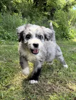 Opal, a female Bernedoodle for sale in Vincennes, IN – 1 of 6