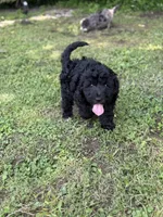 Onyx, a female Bernedoodle for sale in Vincennes, IN – 2 of 5