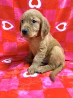 AKC Orange Collar, a male Golden Retriever for sale in Vincennes, IN – Photo 2 of 2