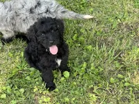 Onyx, a female Bernedoodle for sale in Vincennes, IN – 3 of 5