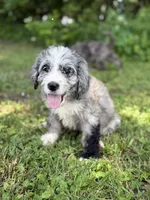 Opal, a female Bernedoodle for sale in Vincennes, IN – 3 of 6