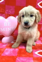 AKC Black, a male Golden Retriever for sale in Vincennes, IN – Photo 2 of 2