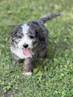 Jasper, a male Bernedoodle for sale in Vincennes, IN – 2 of 4