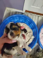 Loki, a female Yorkshire Terrier for sale in Orlando, FL – Photo 2 of 4