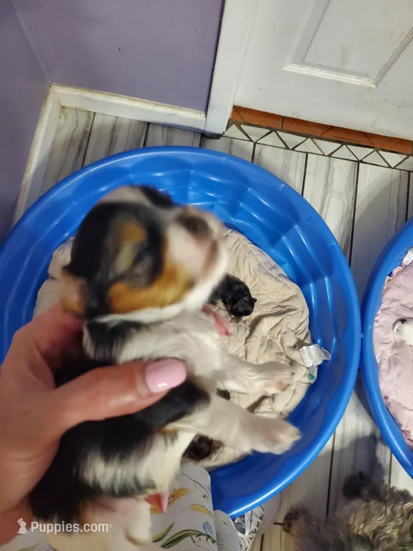 Loki – Yorkshire Terrier puppy for sale in Orlando, FL