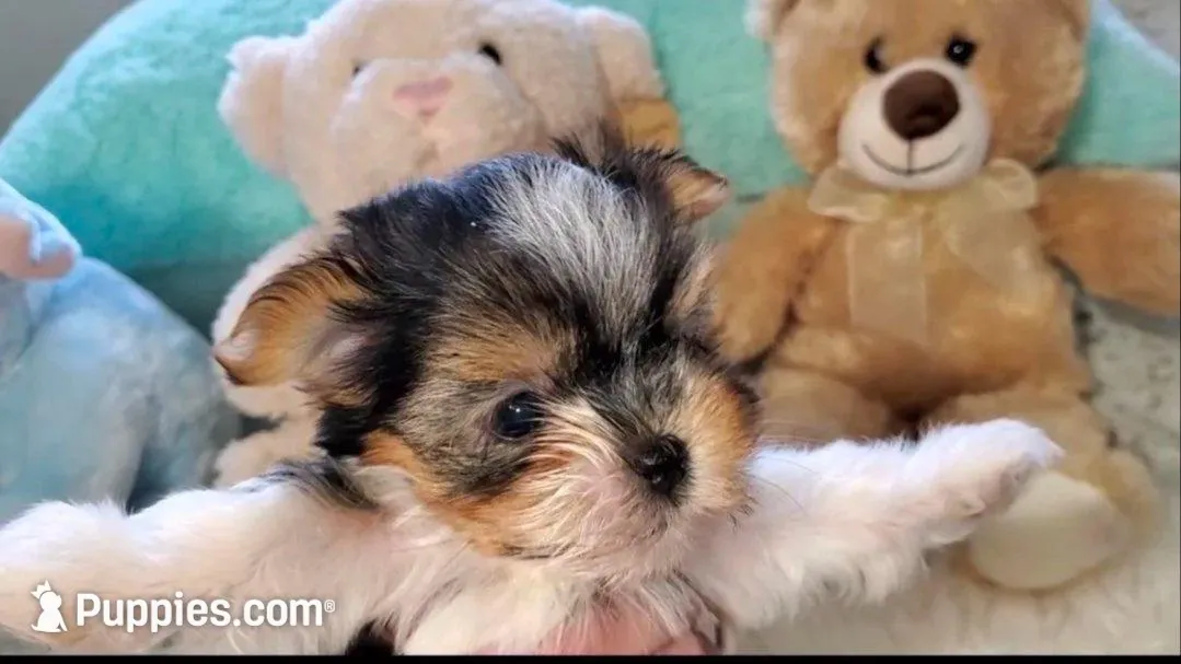 Teacup Loki , a female Biewer for sale in Orlando, FL – 4 of 5