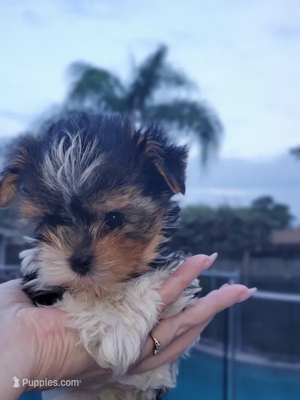 Teacup Loki  – Biewer puppy for sale in Orlando, FL