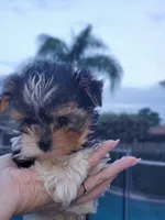 Teacup Loki , a female Biewer for sale in Orlando, FL – 1 of 5