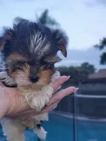 Teacup Loki , a female Biewer for sale in Orlando, FL – 2 of 5