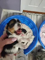 Loki, a female Yorkshire Terrier for sale in Orlando, FL – Photo 4 of 4