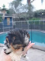 Teacup Loki , a female Biewer for sale in Orlando, FL – 3 of 5
