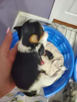 Loki, a female Yorkshire Terrier for sale in Orlando, FL – Photo 3 of 4