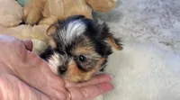 Teacup Loki , a female Biewer for sale in Orlando, FL – 5 of 5