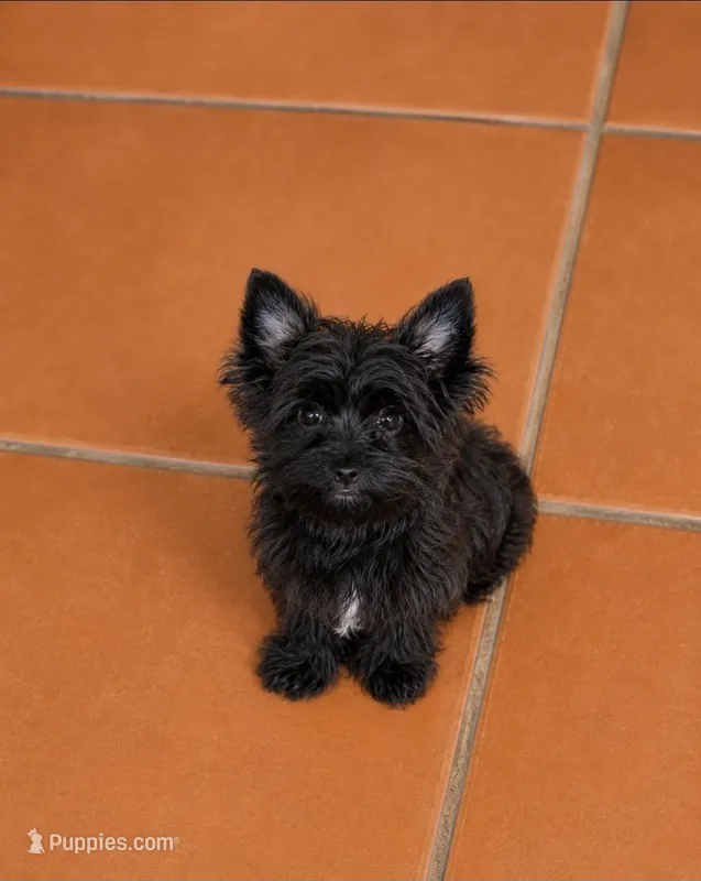 Little Biscuit – Yorkshire Terrier puppy for sale in Orlando, FL