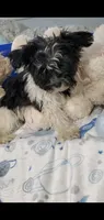 Small Gizmo , a male Yorkshire Terrier for sale in Orlando, FL – 2 of 4
