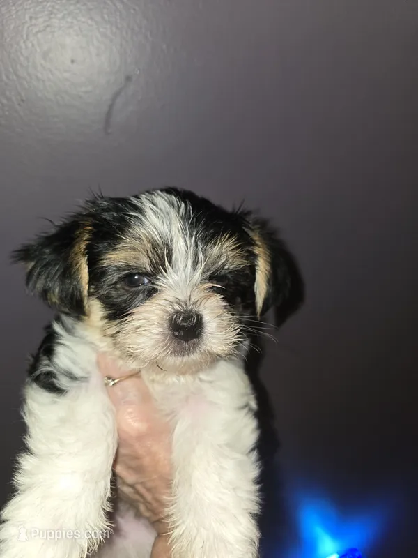 Baby boy – Biewer puppy for sale in Orlando, FL