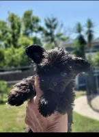 Trudy, a female Yorkshire Terrier for sale in Orlando, FL – 2 of 2