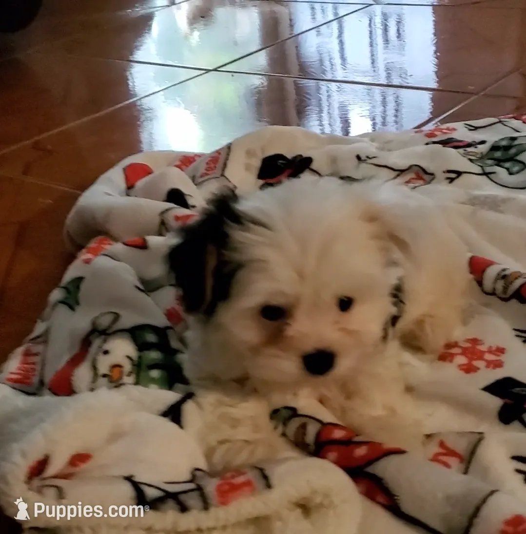 Bella, a female Biewer for sale in Orlando, FL – Photo 4 of 4