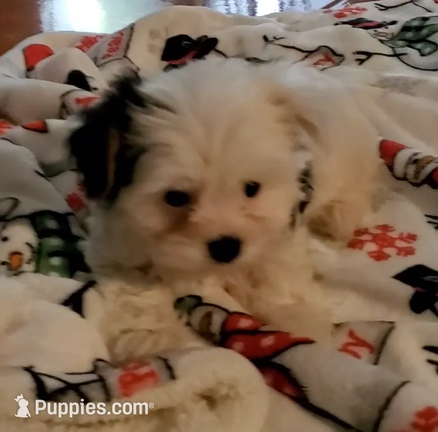 Bella, a female Biewer for sale in Orlando, FL – Photo 2 of 4