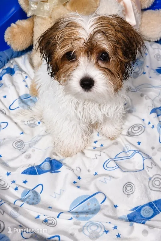 Tinkerbell – Biewer puppy for sale in Orlando, FL