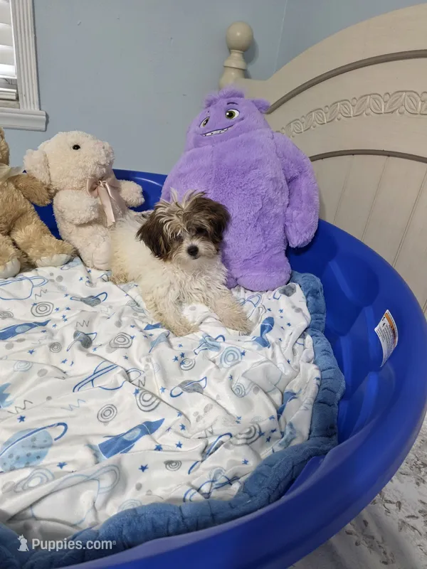 Pixie, a female Biewer for sale in Orlando, FL – 1 of 4