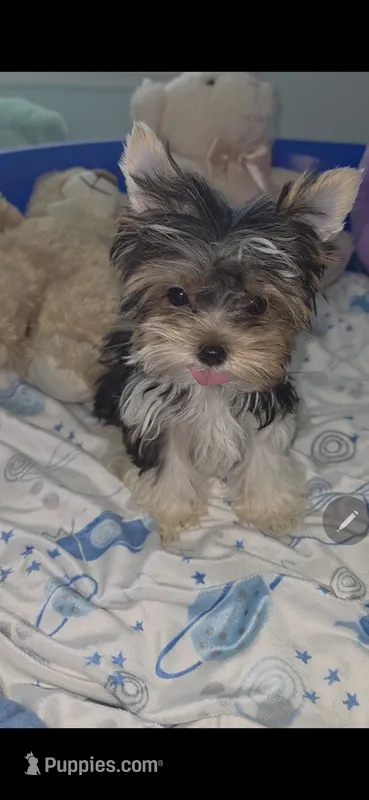 Teacup Loki  – Biewer puppy for sale in Orlando, FL