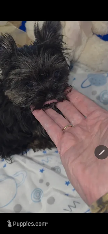 Tiny Pipa – Yorkshire Terrier puppy for sale in Orlando, FL