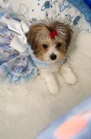 Trudy, a female Morkie for sale in Orlando, FL – 1 of 2