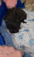 Little Biscuit, a male Yorkshire Terrier for sale in Orlando, FL – 10 of 10