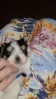 Baby boy, a male Biewer for sale in Orlando, FL – 2 of 5