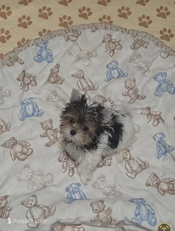 Teacup Lola – Biewer puppy for sale in Orlando, FL