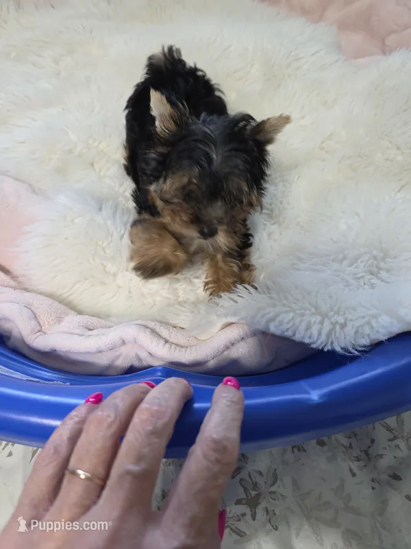 Teacup 3lb adult weight – Yorkshire Terrier puppy for sale in Orlando, FL