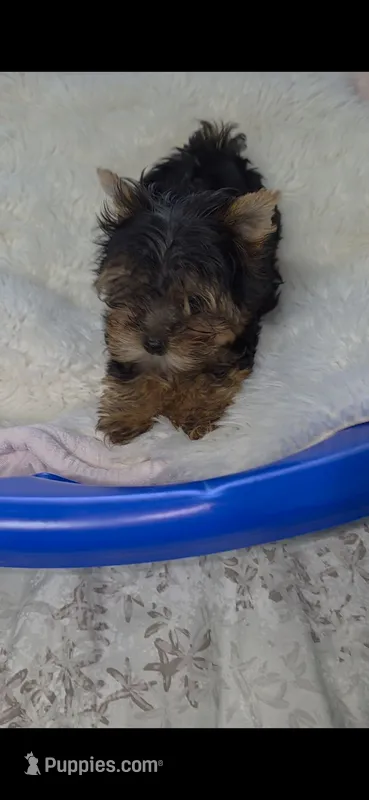 Teacup 3lb adult weight – Yorkshire Terrier puppy for sale in Orlando, FL