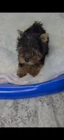 Teacup 3lb adult weight, a female Yorkshire Terrier for sale in Orlando, FL – 1 of 3