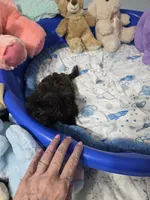Little Biscuit, a male Yorkshire Terrier for sale in Orlando, FL – 3 of 10