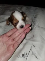 processed/fe75aaa5-ac87-426c-9e74-5a26cdfa8a21/listing/4ff04563-99e0-4d2a-8c22-230fea3c3a7b/b7febf4c-34a6-429f-bd6f-0b7c55605fbf