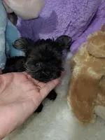Tiny Pipa, a female Yorkshire Terrier for sale in Orlando, FL – 2 of 5