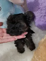 Tiny Pipa, a female Yorkshire Terrier for sale in Orlando, FL – 4 of 5