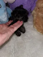 Tiny Pipa, a female Yorkshire Terrier for sale in Orlando, FL – 5 of 5